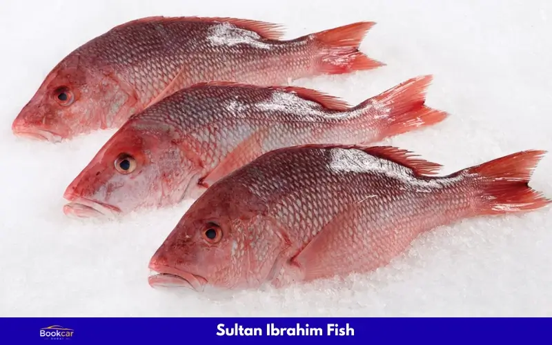 Sultan Ibrahim Fish
